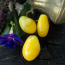 SEMINTE ROSII - T 761 OLD IVORY EGG - Img 2