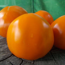 SEMINTE ROSII - T 823 STEN KA RAZIN ORANGE - Img 3