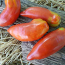 SEMINTE ROSII - T 880 SARNOWSKI POLISH PLUM - Img 2
