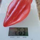 SEMINTE ROSII - T 948 TULIP PINK - Img 2
