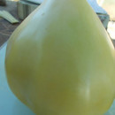 SEMINTE ROSII - T 978 HOMER FIKE´S YELLOW OXHEART
