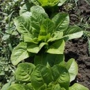 SEMINTE SALATA - D 114 SYRIAN LETTUCE