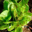 SEMINTE SALATA - D 176 STRAWBERRY CABBAGE LETTUCE - Img 4