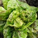 SEMINTE SALATA - D 176 STRAWBERRY CABBAGE LETTUCE - Img 6