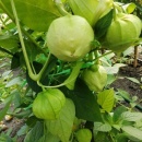 SEMINTE TOMATILLO - D 216 GIANT - Img 5