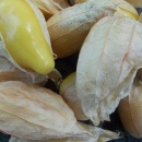 SEMINTE TOMATILLO - D 217 QUEEN OF MALINALCO - Img 7