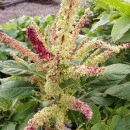 SEMINTE AMARANT - D 191 RIO SAN LORENZO II - Amaranthus hypochondriacus