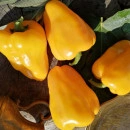 SEMINTE ARDEI - A 34 JAGUAR PAPRIKA