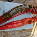 SEMINTE ARDEI - A 36 COCKATOO PAPRIKA