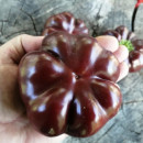 SEMINTE ARDEI - A 83 TOMATEN PAPRIKA CHOCOLATE - Img 4