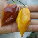 SEMINTE ARDEI IUTE - AI 44 PIMENTA MORANGA X TRINIDAD SCORPION - NEIZOLAT