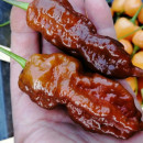SEMINTE ARDEI IUTE - AI 99 SAY S X BHUT PHENO 2 CHOCO - NEIZOLAT - Img 8