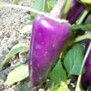 SEMINTE ARDEI VIOLET - A. 06 ODA