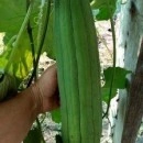 SEMINTE - D. 89 LUFFA - LUFFA CYLINDRICA - Img 5