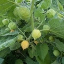 SEMINTE - D. 91 PHYSALIS PERUVIANA - Img 6