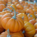 SEMINTE DOVLECEL - D 189 JACK BE LITTLE PUMPKIN - Img 3