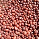 SEMINTE FASOLE - D 117 ADZUKI BEAN - RED MUNG BEAN