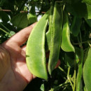 SEMINTE FASOLE LIMA - D 178 CHRISTMAS LIMA BEAN - Img 3