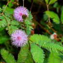 SEMINTE MIMOSA PUDICA - D 168 - Img 3
