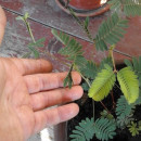 SEMINTE MIMOSA PUDICA - D 168 - Img 8