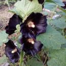 SEMINTE NALBA NEAGRA - D 146 Hollyhock Black - althea rosea