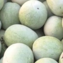 SEMINTE PEPENE VERDE DE IARNA - WATERMELON BOTSWANA FOR WINTER - D 234 - Img 2