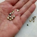SEMINTE PORUMB POPCORN - GRUNPERL P 26 - Img 3