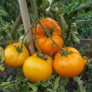 SEMINTE ROSII INIMA DE BOU - T.171 ORANGE STRAWBERRY - Img 2