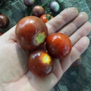 SEMINTE ROSII - T 1055 CHERRY BING TOMATO - Img 6
