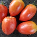 SEMINTE ROSII - T 1059 RASPBERRY TOMATO PEPPER - Img 4
