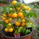 SEMINTE ROSII - T. 219 YELLOW CANARY de ghiveci
