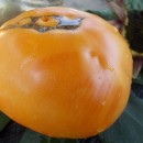SEMINTE ROSII - T 462 BIG YELLOW BEEFSTEAK