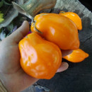 SEMINTE ROSII - T 651 - TULIP ORANGE - Img 3