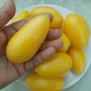 SEMINTE ROSII - T. 67 BANANA CREAM - Img 5