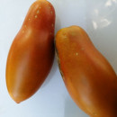 SEMINTE ROSII - T 781 BUTTERSCOTCH - Img 8