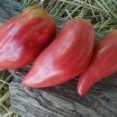 SEMINTE ROSII - T 948 TULIP PINK - Img 3