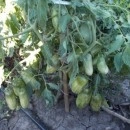 SEMINTE ROSII - T. 96 GREEN SAUSAGE - Img 2