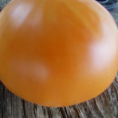 SEMINTE ROSII - T 963 ISBELL´S GOLDEN COLOSSAL - Img 2