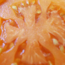 SEMINTE ROSII - T 965 BELARUS ORANGE - sezon scurt - Img 4