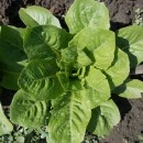 SEMINTE SALATA - D 114 SYRIAN LETTUCE - Img 2