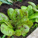 SEMINTE SALATA - D 176 STRAWBERRY CABBAGE LETTUCE - Img 5