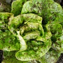 SEMINTE SALATA - D 176 STRAWBERRY CABBAGE LETTUCE - Img 7