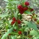 SEMINTE SPANAC STRAWBERRY - CHENOPODIUM FOLIOSUM - BLITUM VIRGATUM - D 16 - Img 3