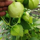 SEMINTE TOMATILLO - D 216 GIANT - Img 6