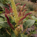 SEMINTE AMARANT - D 191 RIO SAN LORENZO II - Amaranthus hypochondriacus - Img 2