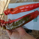 SEMINTE ARDEI - A 36 COCKATOO PAPRIKA - Img 2