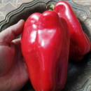SEMINTE ARDEI - A 38 PADISHAH PAPRIKA - Img 3