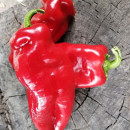 SEMINTE ARDEI - A 62- PALOMA RED PAPRIKA - Img 3