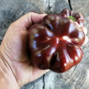 SEMINTE ARDEI - A 83 TOMATEN PAPRIKA CHOCOLATE - Img 5