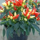 SEMINTE ARDEI - AI. 06 CHILLI PRAIRIE FIRE - NEIZOLAT